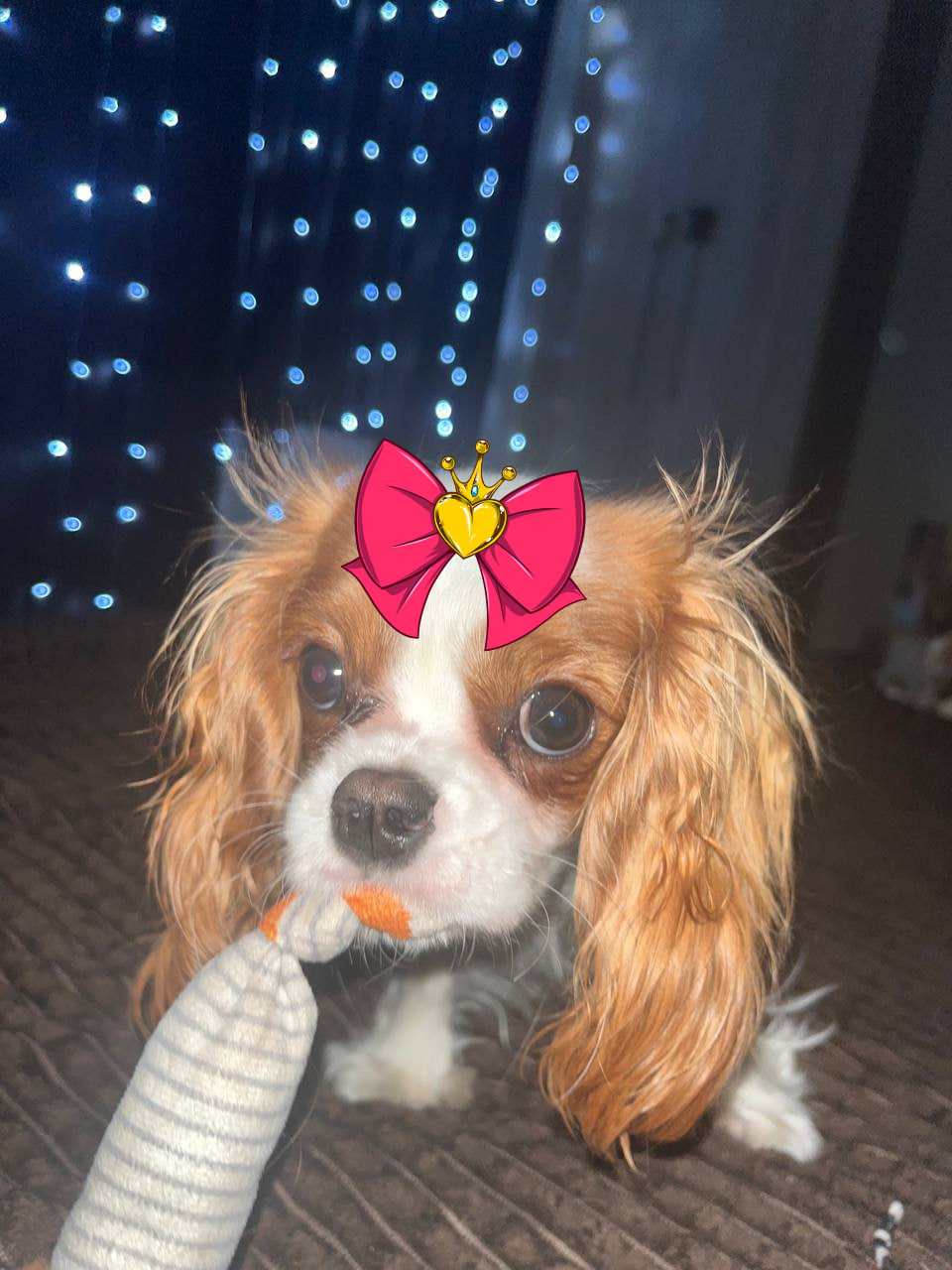 Сэйли с бантиком