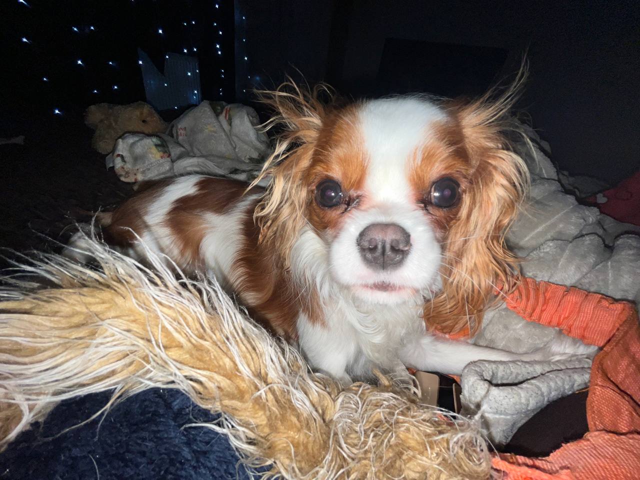 Сэйли с игрушкой