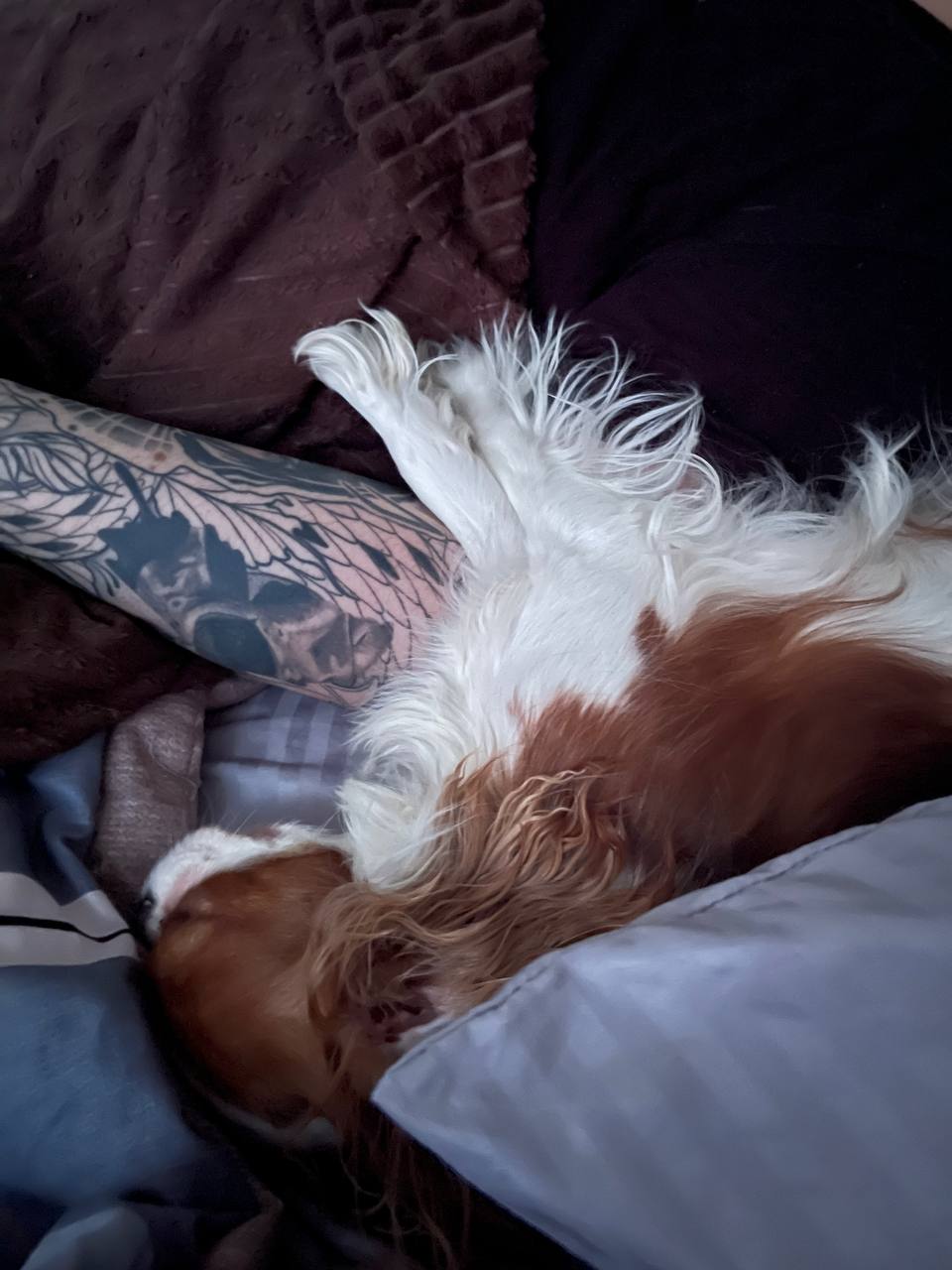 Сэйли отдыхает